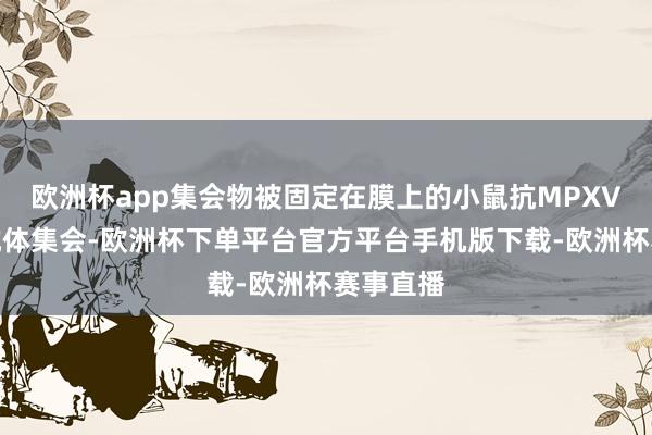 欧洲杯app集会物被固定在膜上的小鼠抗MPXV单克隆抗体集会-欧洲杯下单平台官方平台手机版下载-欧洲杯赛事直播
